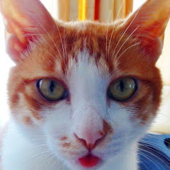 tomrlonアイコン画像