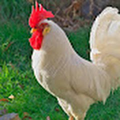 無能なにわとり