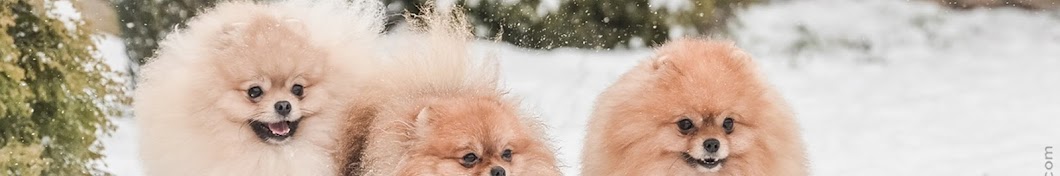 Stefijano Pomeranians Kennel رمز قناة اليوتيوب