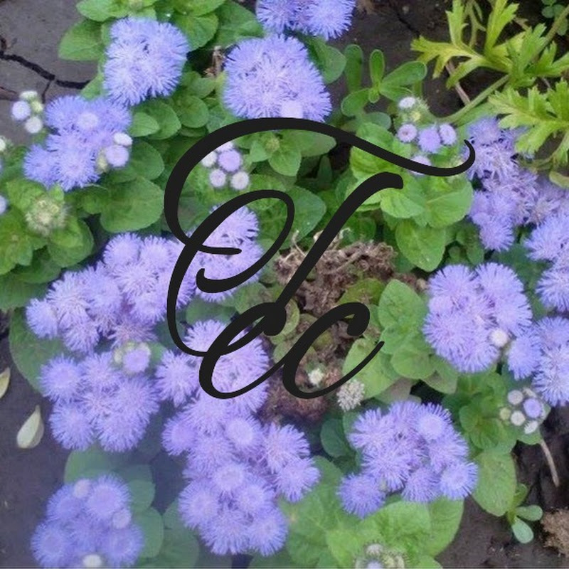 Enciclopedia de acasă