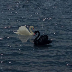 Swan_dance 
