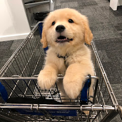 Mauithegoldenpup