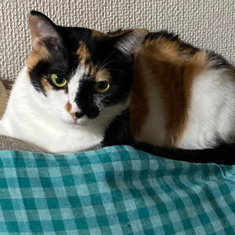 毎日モフ猫さん