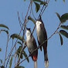 Quang Bình_CM_23の画像