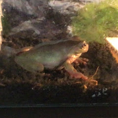 クリームガエルアイコン画像