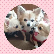 チワワのおっぷ & つぶ