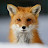 @RedFox-RFX