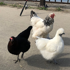 チキンズチャンネル【Chickens Channel】アイコン画像