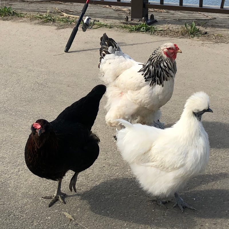 チキンズチャンネル【Chickens Channel】