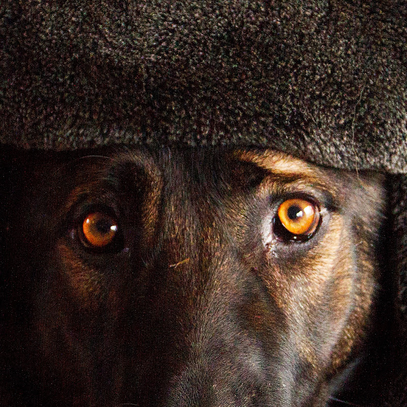 Dog Sport video Holland icon