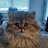 @Frodo_The_Persian_Cat