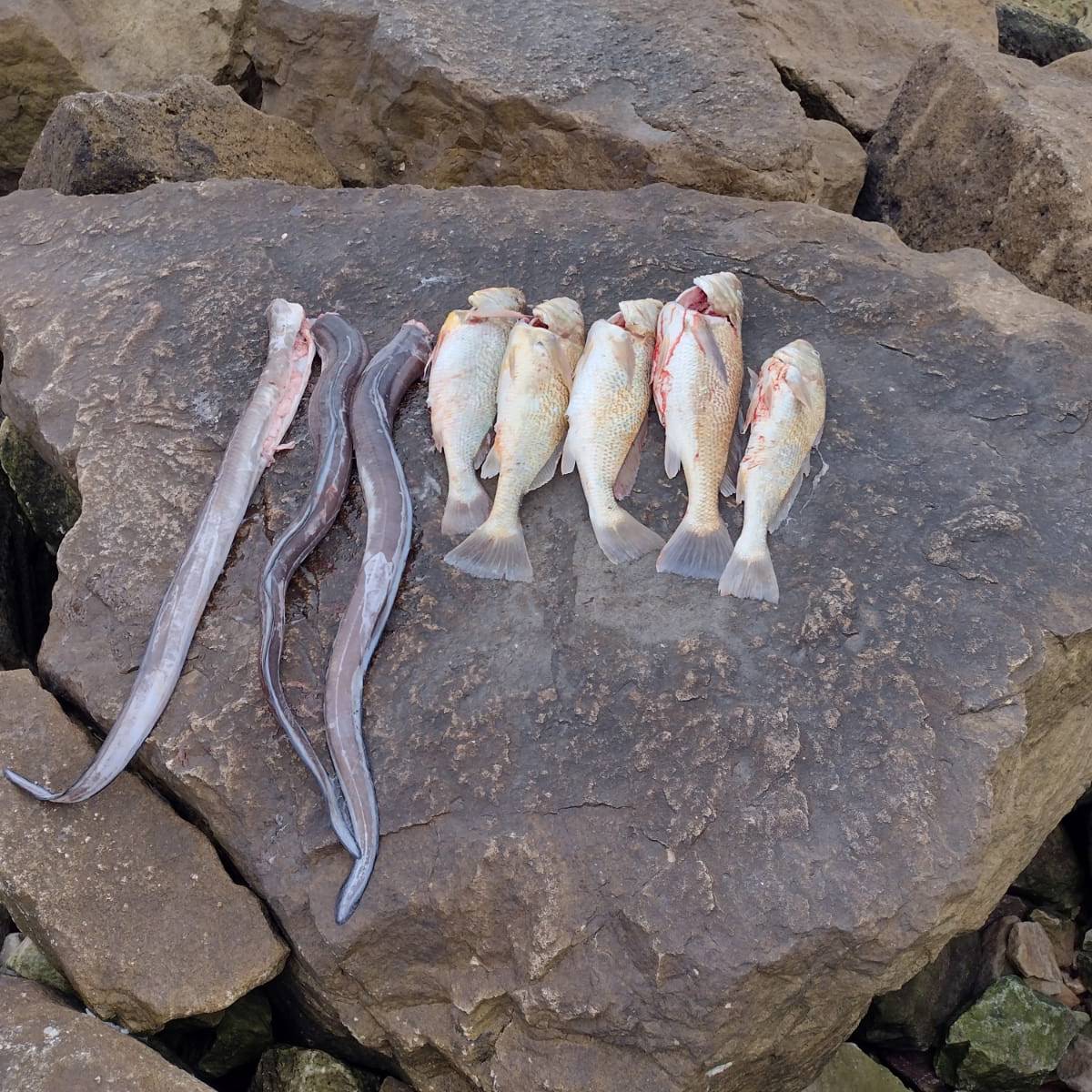 Post from PIQUE A PIQUE SMGA HUNTING & FISHING