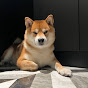 Gora the Shiba inu logo