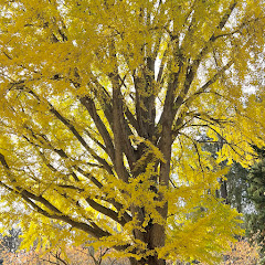 Where the trail leads (庭のあしあと)アイコン画像