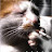 @robroy-fw4pp