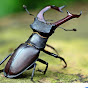 Beetles logo