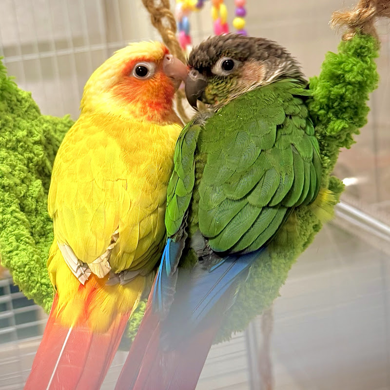 앵무새 전담간호사: 미자네 Logo