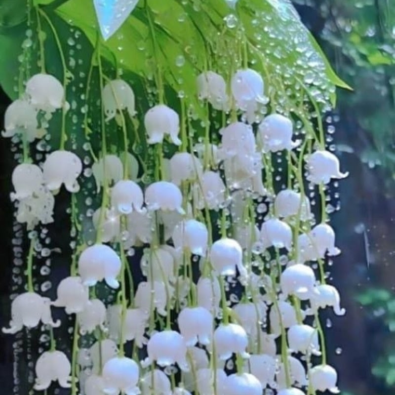 Maham Malik official  50k views 12 hours ago,,,,,,