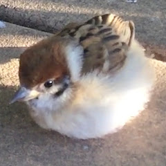 クロヒナチャンネルアイコン画像