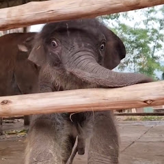 Elephant Thai cute 