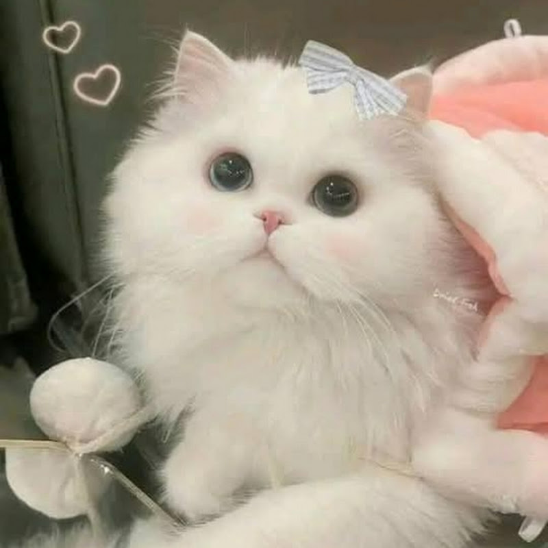 ℍ𝔸̣ 𝕍𝔸̂ℕ