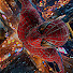 3nfitncitrs-channel-avatar-Noob GTA