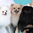 @삼색포메사랑럭키칸