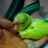 @pikutheparakeet