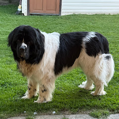 123 Newfies