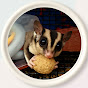 Sugar Glider Colony: Munchies & Mischief logo