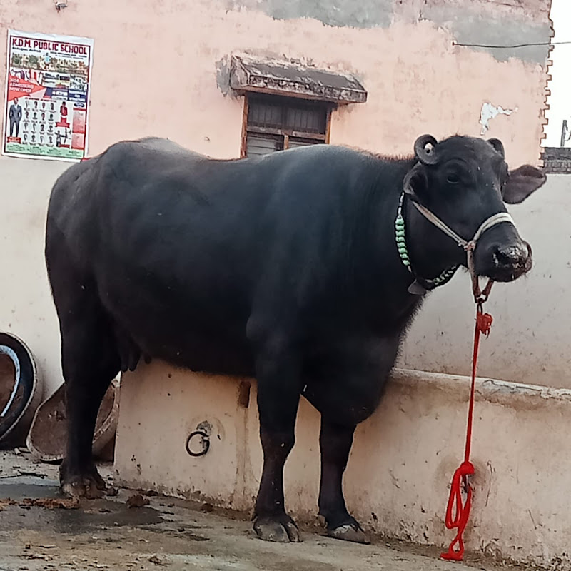 Saharawat dairy farm
