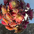 cT41wpDOEJE-channel-avatar-aeonium glow
