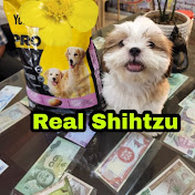 Real Shihtzu