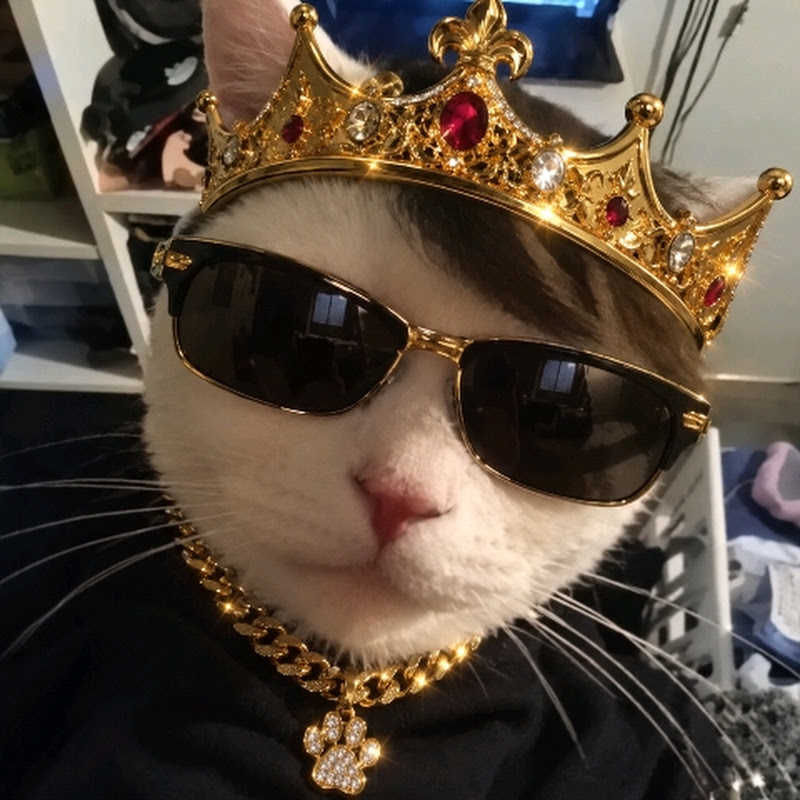 Catteam