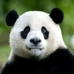 panda熊猫宝宝