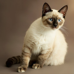 小彭