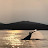 Shantar Whale