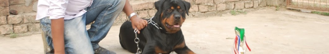 Banaras Dog Kennel YouTube 频道头像