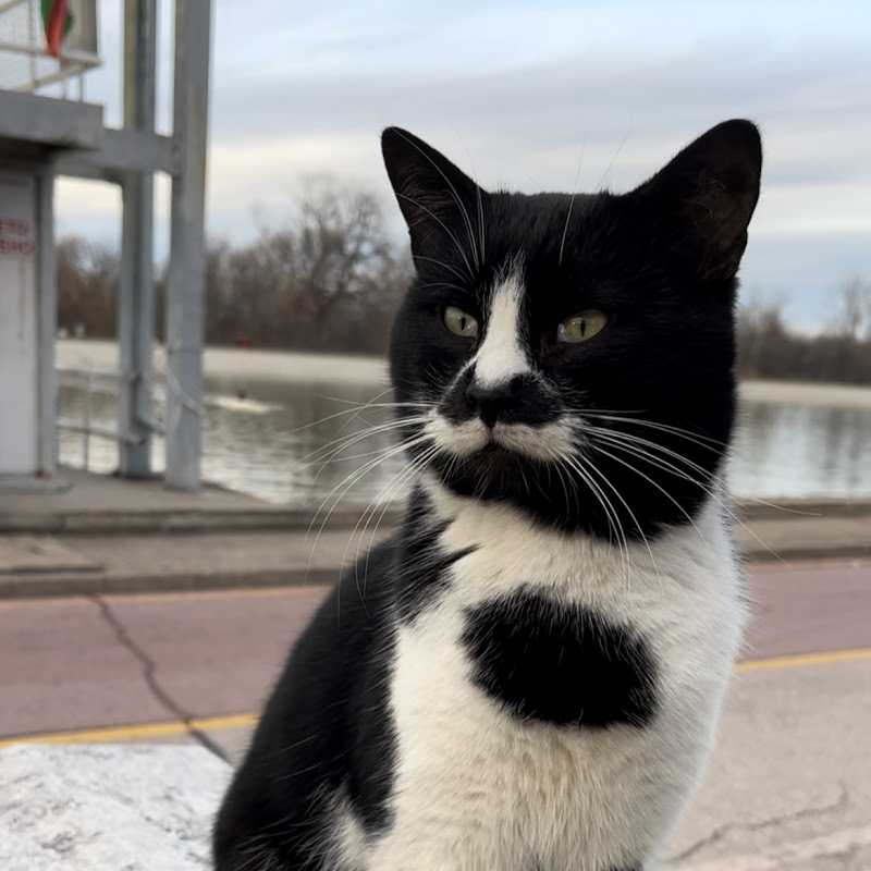 Cat Land