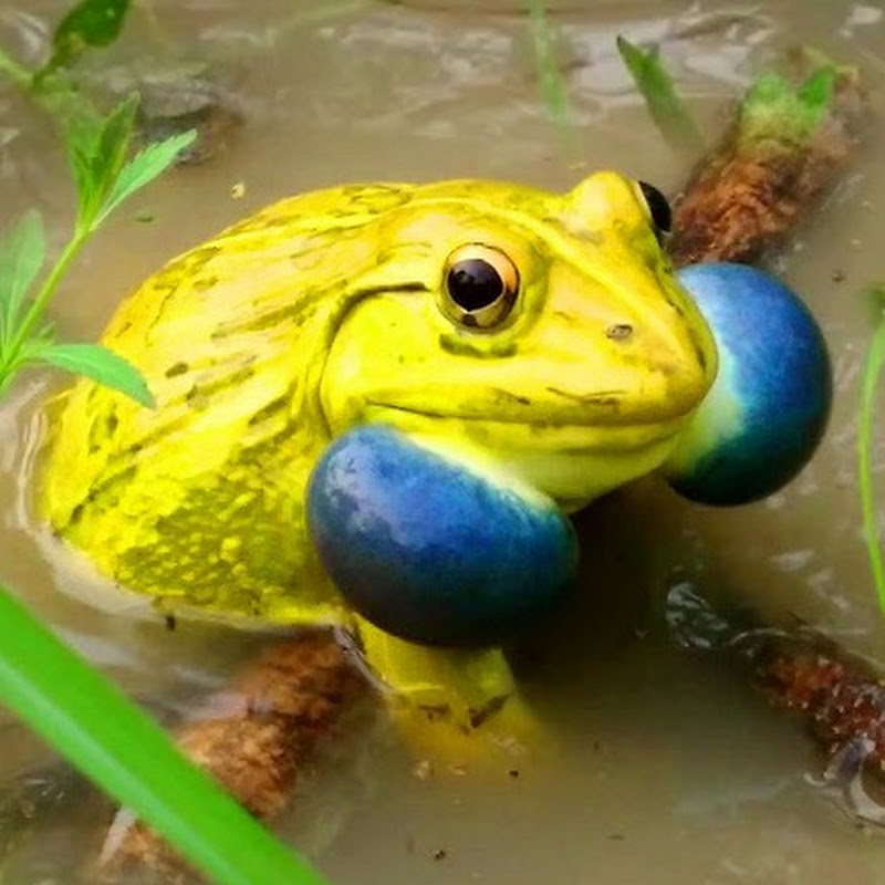 Frog Video