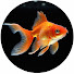 vxHb-gX_m48-channel-avatar-Fish World