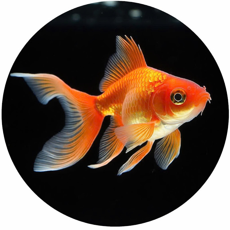 Fish World