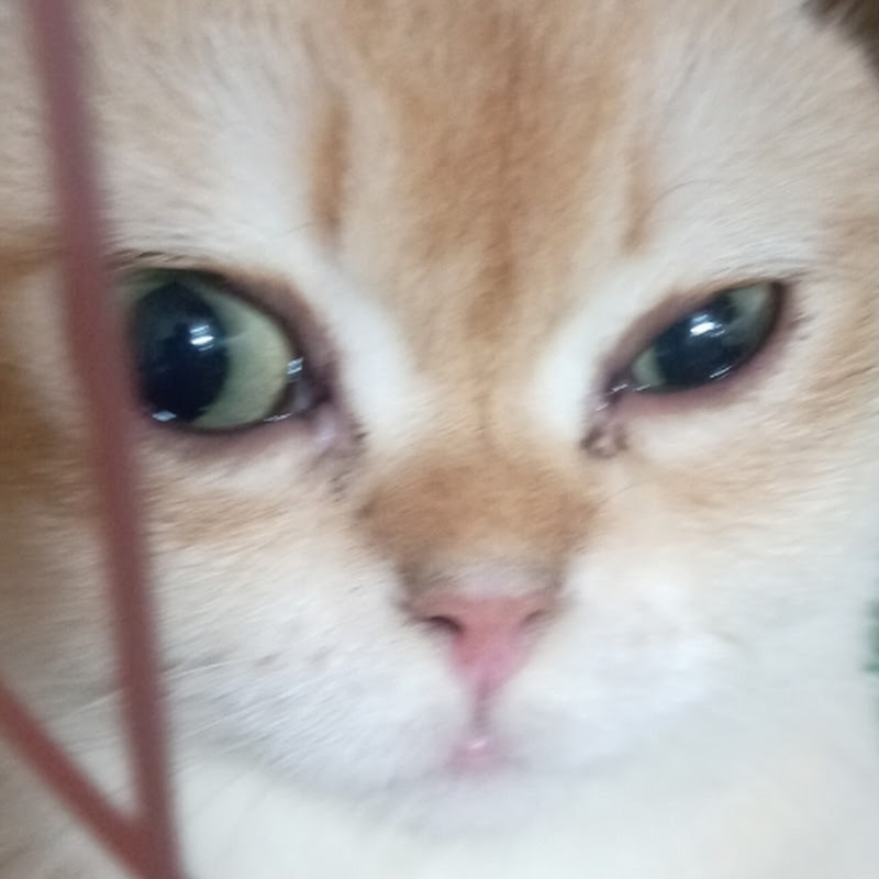 MẤY CON MÈO