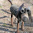 @ScrapYardDog64's avatar