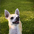 zoLDPLFK5T0-channel-avatar-The Challdog