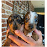 43fsYkVMt2g-channel-avatar-Gracie And Sapphire