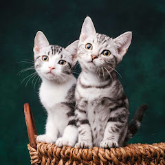 宠物萌秀 Pet cute showアイコン画像