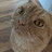@Tofu-miau