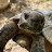 Tortoise Garden CutOut