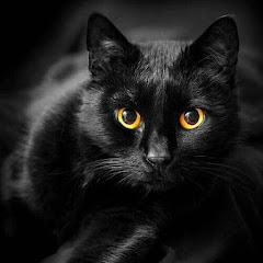 Кулінарія. KOT_SIMBA.